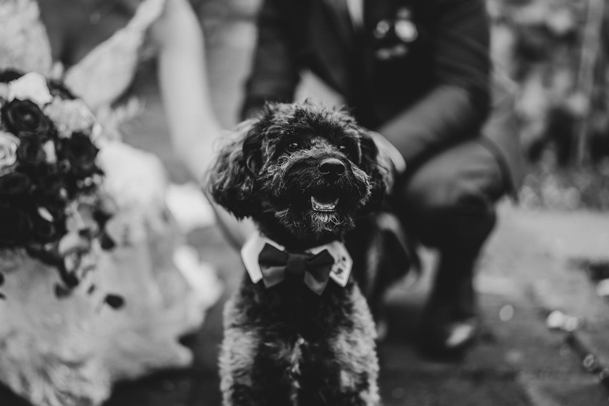 Pet Wedding Photographer - Sandburn Hall Weddings - Wedding Photographer Sandburn Hall - Yorkshire Wedding Photographer - Black & White Wedding Photography